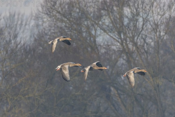 Greylag goose (Anser anser) moving in the clear sky. The wings are outstretched as they fly. The