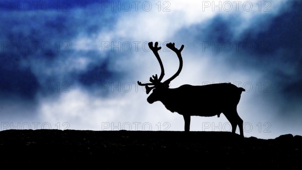 A single reindeer (Rangifer tarandus), silhouetted against a dark, cloudy sky, the picture radiates
