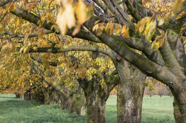 Old cherry trees (Prunus avium) of a plantation in autumn colour, Karsberg, Upper Franconia,