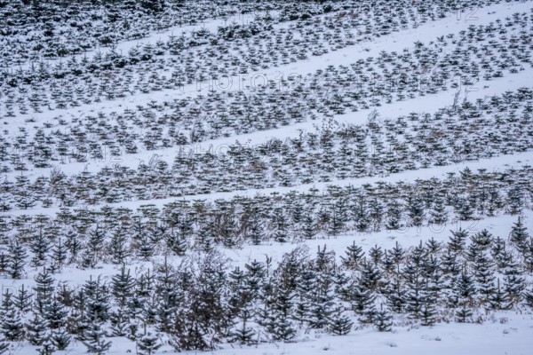 Nursery, Christmas trees, blue firs, still young plants, in a row, in winter, near
