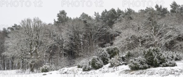 Forest edge with English oaks (Quercus robur) and pines (Pinus sylvestris) in the snow, Emsland,