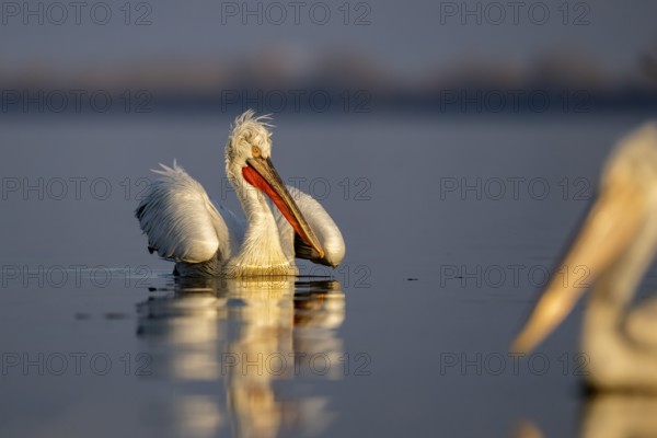 Dalmatian Pelican (Pelecanus crispus), Dalmatian Pelican, swimming, morning light, in its plumage,