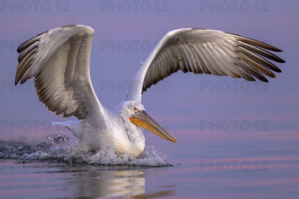 Dalmatian Pelican (Pelecanus crispus), Dalmatian Pelican, landing, morning mood, close up, in