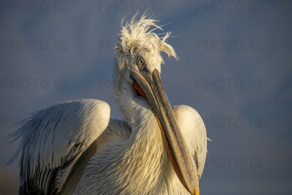 Dalmatian Pelican (Pelecanus crispus), Dalmatian Pelican, morning mood, close up, Lake Kerkini,