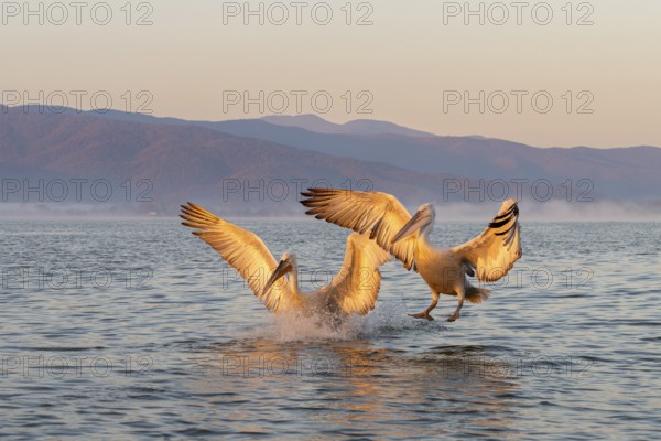 Two Dalmatian pelicans (Pelecanus crispus), Dalmatian pelican, approaching, morning mood, in