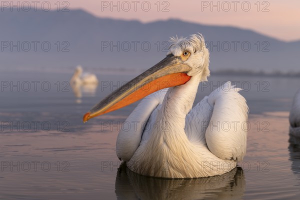 Dalmatian Pelican (Pelecanus crispus), Dalmatian Pelican, swimming, morning mood, wide-angle shot,