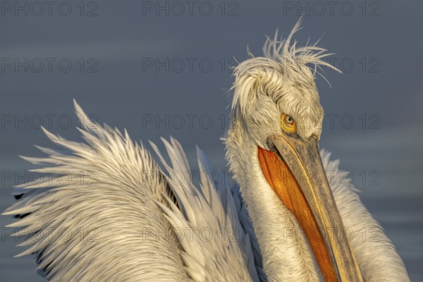 Dalmatian Pelican (Pelecanus crispus), Dalmatian Pelican, swimming, close up, morning light, in