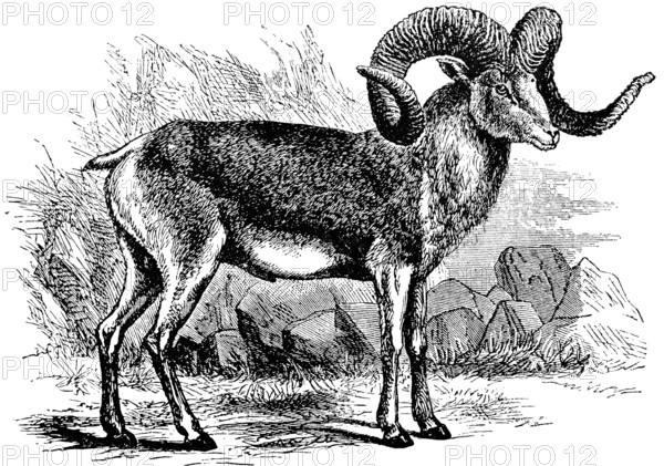 The big ship of Pamir, Marco Polo's sheep, ram with big twisted horns, outdoors, stones, grass,