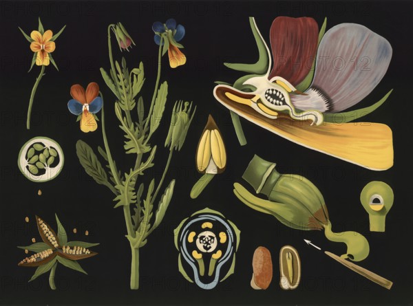 Scientific illustration with details, pansies, viola tricolor, school picture, authentic