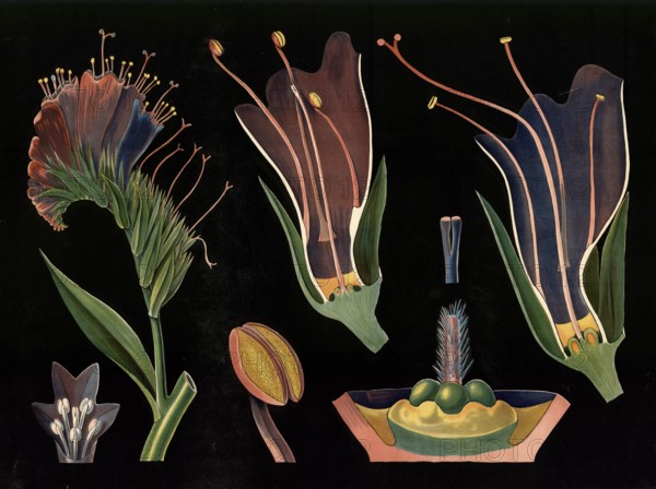 Scientific illustration with details, snake head, Echium vulgare, school picture, authentic