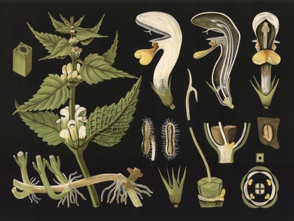 Scientific illustration with details, white deaf nettle, Lamium album, school picture, authentic