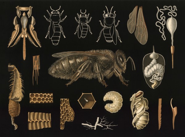 Scientific illustration with details, honeybee, Apis mellifera, school picture, authentic