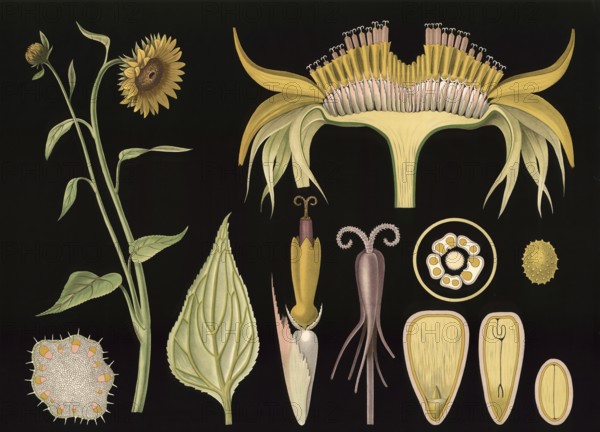 Scientific illustration with details, sunflower, Helianthus annuus, school picture, authentic