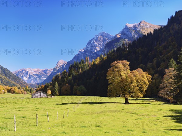 Autumn-coloured sycamore maple (Acer pseudo plantanus), against a mountain backdrop, Canton Glarus,