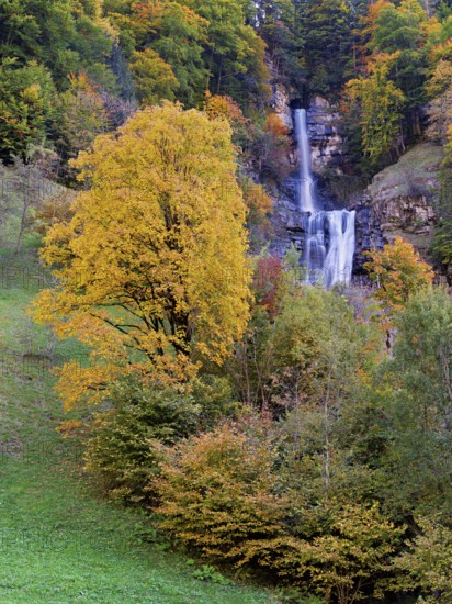 Autumn-coloured sycamore maple (Acer pseudo plantanus), at the Diesbach waterfall, Canton Glarus,
