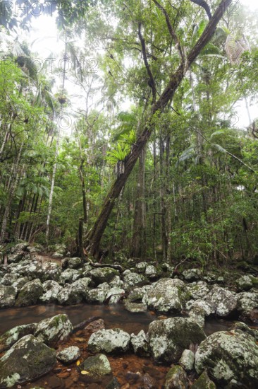 Ancient subtropical Gondwana rainforest with strangler fig at Repentance Creek, Minyon Falls track,