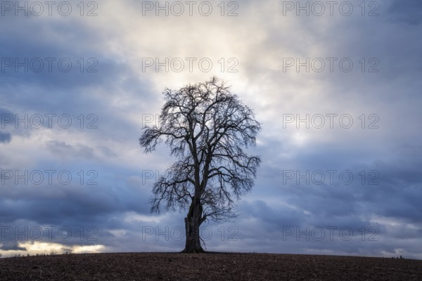 Solitary pear tree (Pyrus) in front of a dramatic cloudy sky, evening light. Rhine-Neckar district,