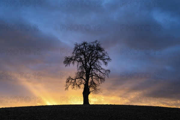 Solitary pear tree (Pyrus) at sunset with sunbeams. Rhine-Neckar district, Baden-Württemberg,