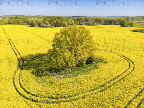 Aerial view, drone photo: A single tree in a field with flowering oilseed rape (Brassica napus),