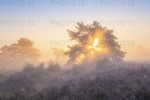 Pine trees in the blooming Mehlinger Heide at sunrise. Fog, fog rays and backlight. Mehlinger Heide