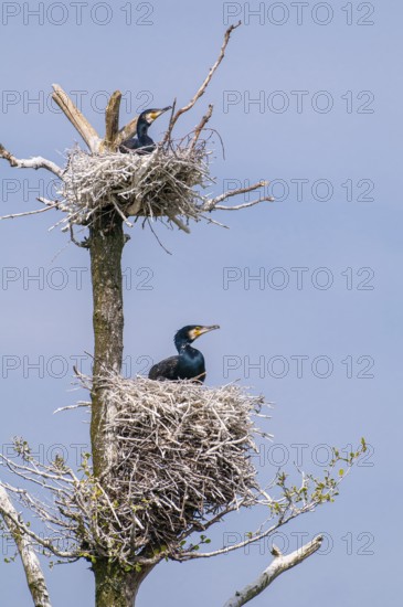Cormorant (Phalacrocorax carbo) in the breeding colony, Stralsund, Mecklenburg-Western Pomerania,