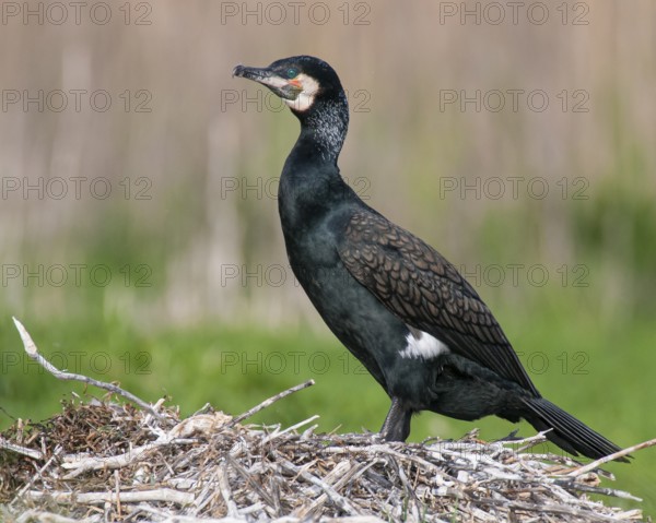 Cormorant (Phalacrocorax carbo) in the breeding colony, Stralsund, Mecklenburg-Western Pomerania,