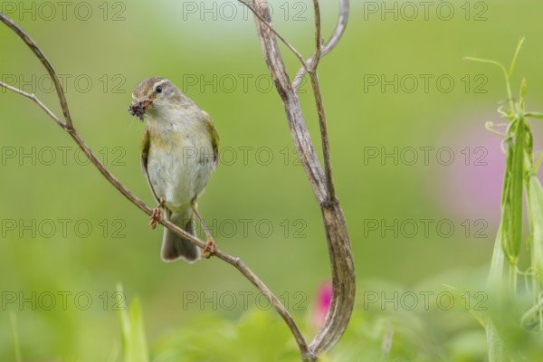 The willow warbler (Phylloscopus trochilus) parents bring food for the young birds every minute,