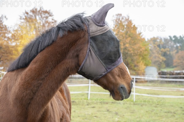 Horse with fly protection in paddock, Bavaria, Germany