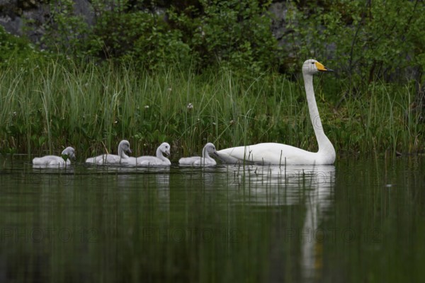 Swan family Whooper swan (Cygnus cygnus) in a quiet pond surrounded by tall grasses and natural