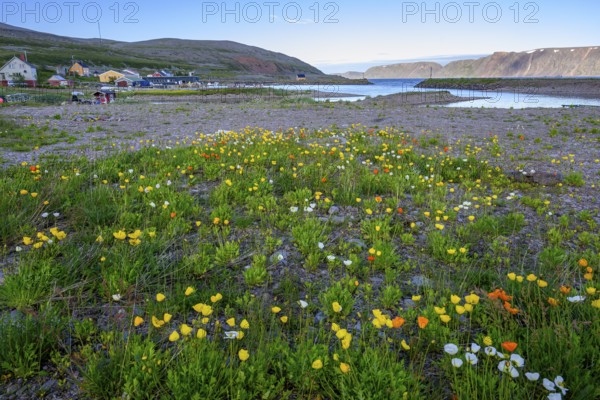 Vibrant flower field with yellow and white arctic poppies (Papaver radicatum) under a clear sky and