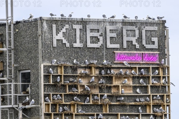 The gull hotel Kittiwake Hotel an artificial nesting site for kittiwakes (Rissa tridactyla) with