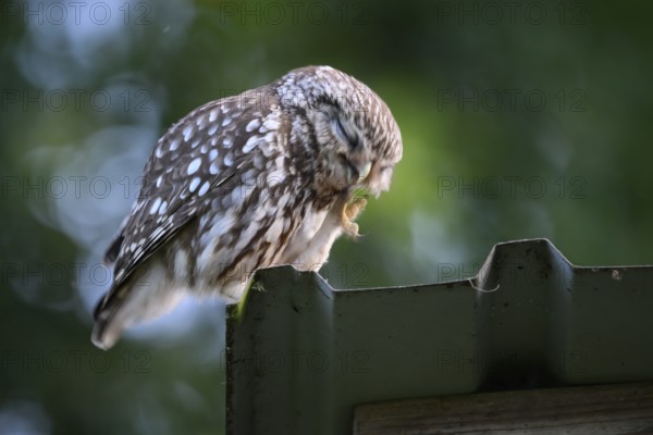 A little owl (Athene noctua) sits on the corrugated iron roof of an old shed and scratches itself,