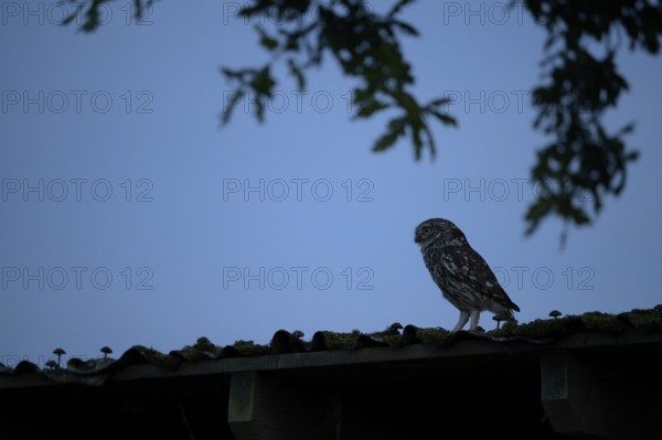 Little owl (Athene noctua) sitting on an old corrugated roof in deep darkness against a blue