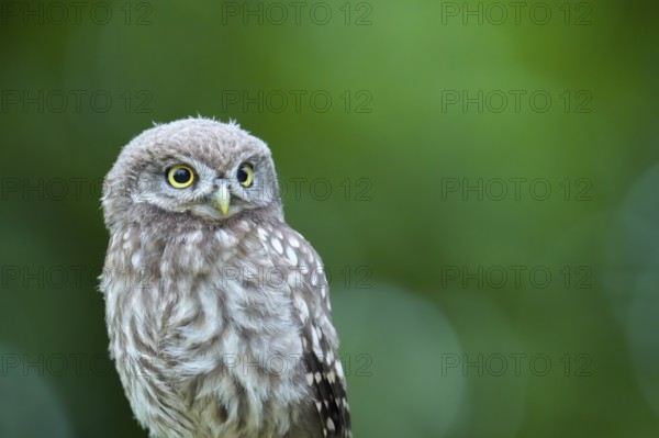A little owl (Athene noctua) sits alone on an old willow pole in front of a soft green background,