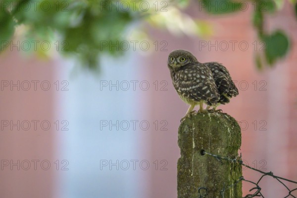 Two little little owls (Athene noctua) sitting on an old concrete fence post against the background