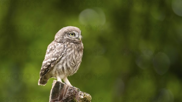 A little owl (Athene noctua) sitting alone on an old willow pole in front of a soft green