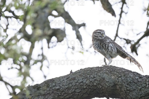 Little owl (Athene noctua) stretching out a wing on a branch of a pear tree (Pyrus communis),