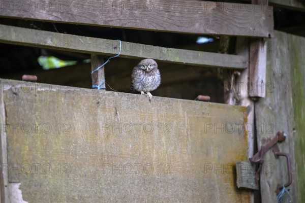 A little owl (Athene noctua) sits curiously in an old shed, Osnabrücker Land, Lower Saxony, Germany