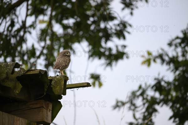 A young little owl (Athene noctua) sitting on a moss-covered roof, surrounded by blurred foliage,