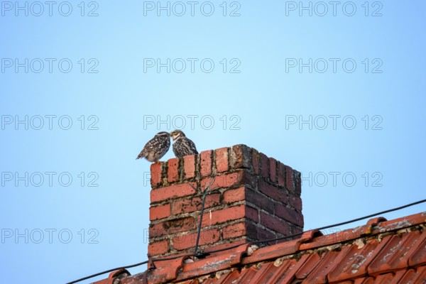 Two little owls (Athene noctua) sitting on a brick chimney in front of a blue sky and mating,