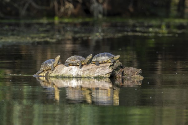 Pond turtle (Emys cularis) basking on a tree trunk in the water, amphibian, Danube Delta, Romania