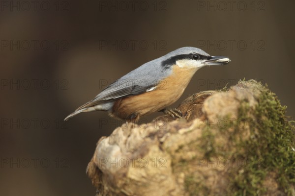 Nuthatch (Sitta europaea) at winter feeding in the forest, Allgäu, Bavaria, Germany, Allgäu,