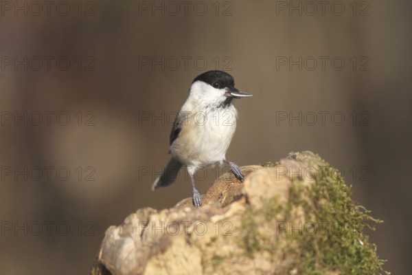 Marsh tit (Poecile palustris) or barn tit at winter feeding in the forest, Allgäu, Bavaria,