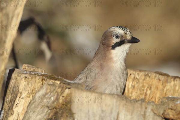 Eurasian Jay (Garrulus glandarius) portrait, at winter feeding in the forest, Allgäu, Bavaria,