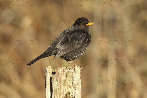 Blackbird (Turdus merula) male, no pure black plumage, partial albino, many light-coloured