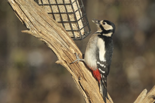 Great spotted woodpecker (Dendrocopos major) at winter feeding in the forest, Allgäu, Bavaria,
