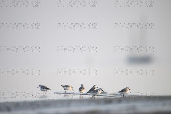 A group of Sanderlings (Calidris alba) on a foggy beach with a blurred outline of a sailing ship