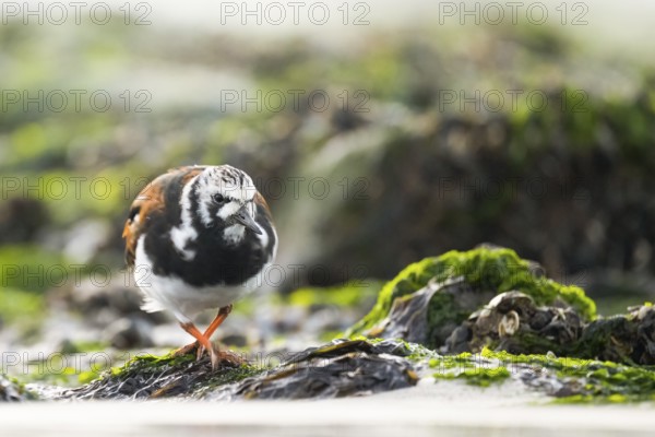 A turnstone turnstone (Arenaria interpres) on the shore, surrounded by shells and algae, in a