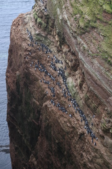 A large group of a densely packed bird colony of guillemots (Uria aalge) sits on a red sandstone