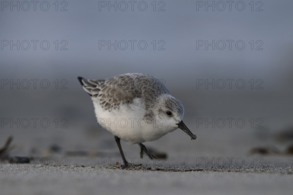 Sanderling (Calidris alba) on a sandy beach looking for food among mussels, seaweed and other